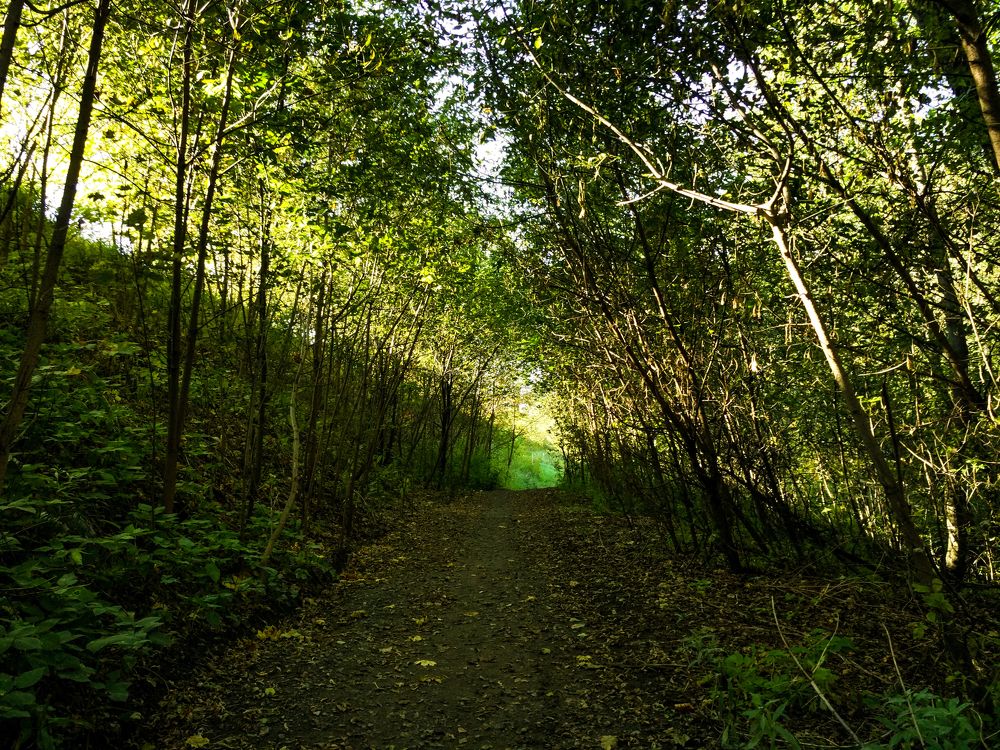 Лиственный лес