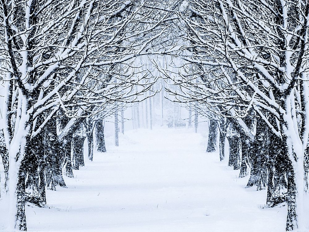 Зимняя тропа