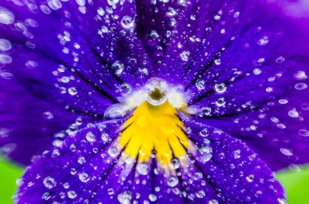 Анютины глазки