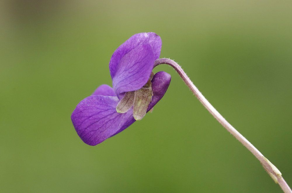 Portrait of a Violet