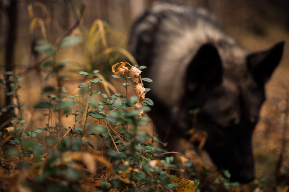 Осенний лес