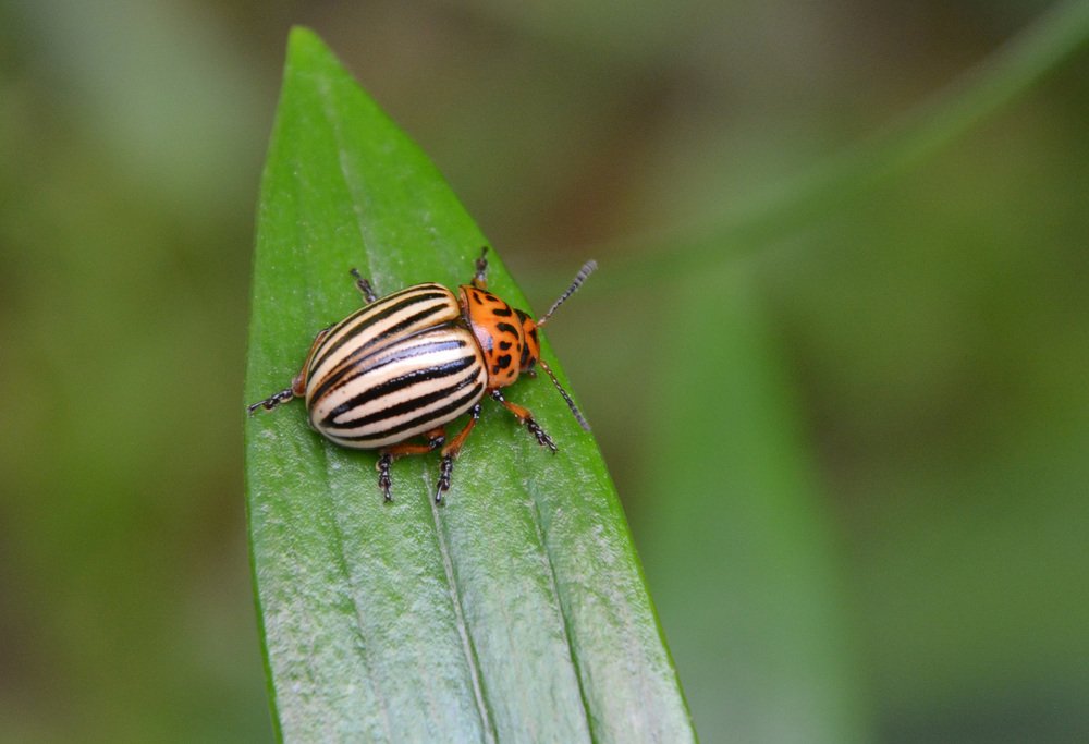 Колорадский жук