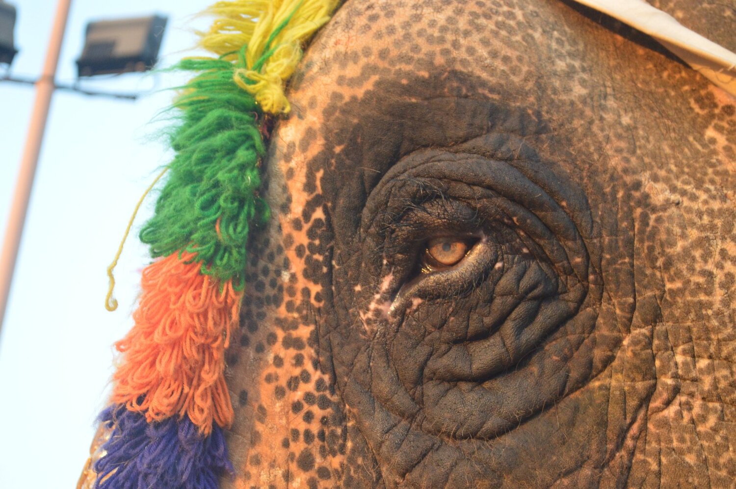 Elephant eye