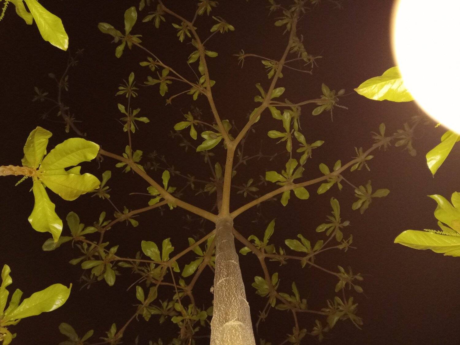 Night tree shot