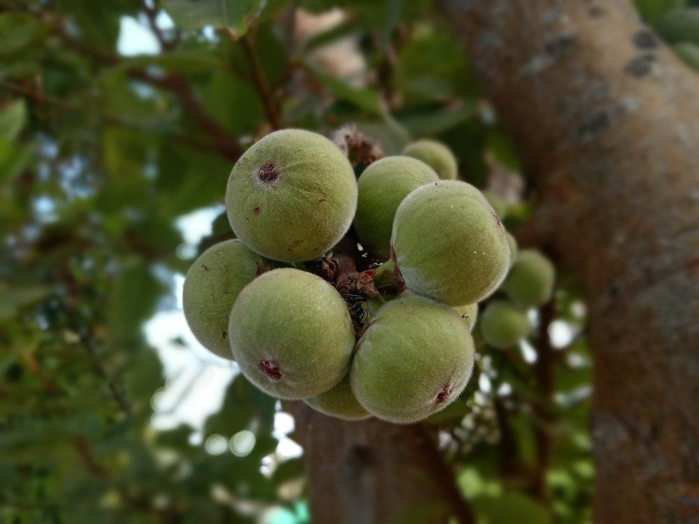 Natural