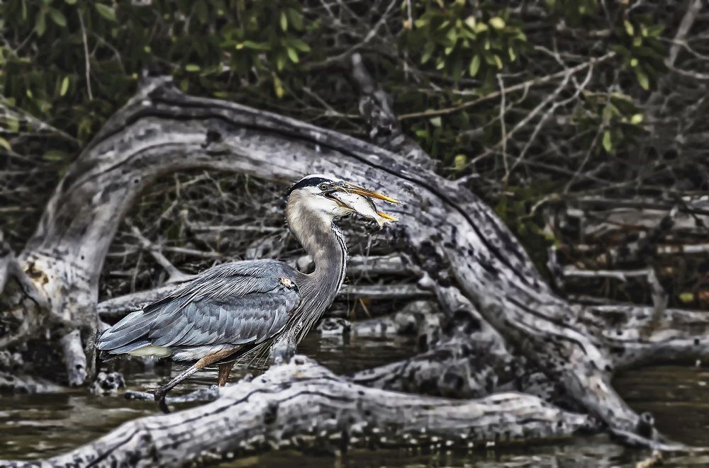 Цапля с добычей