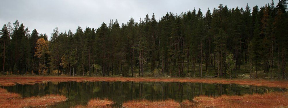 Изумрудное болото