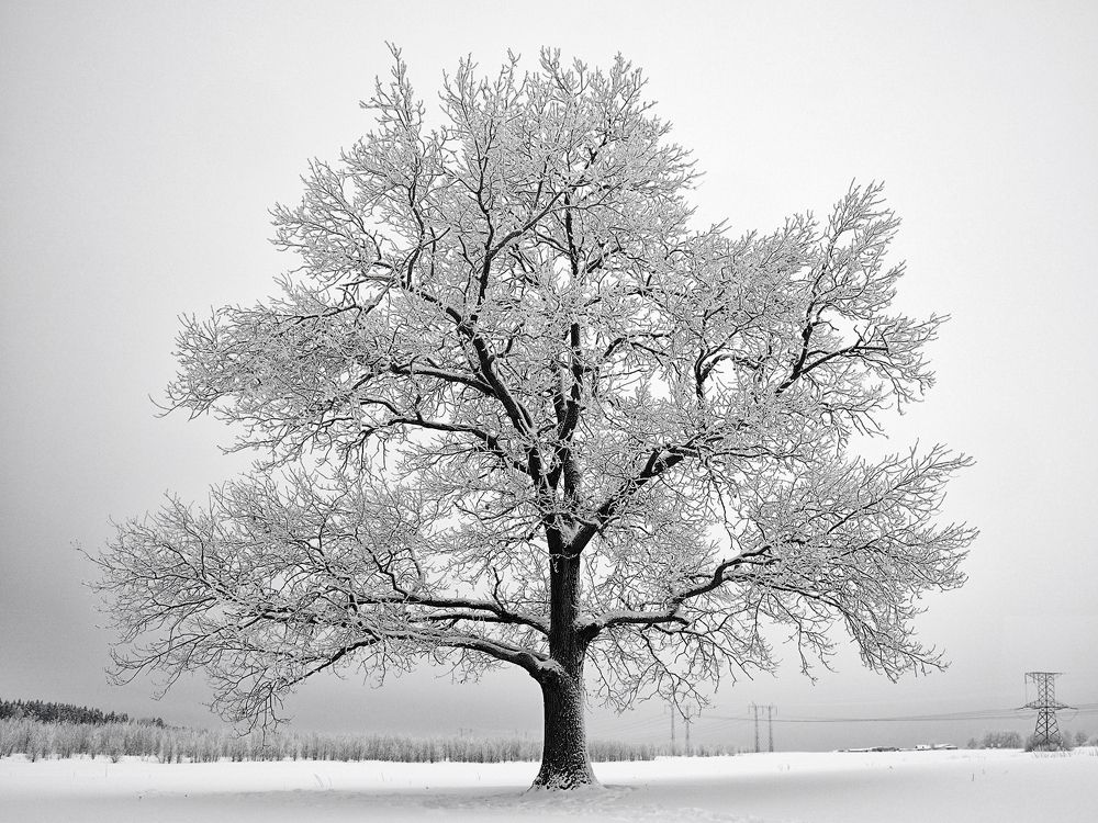 Winter tree