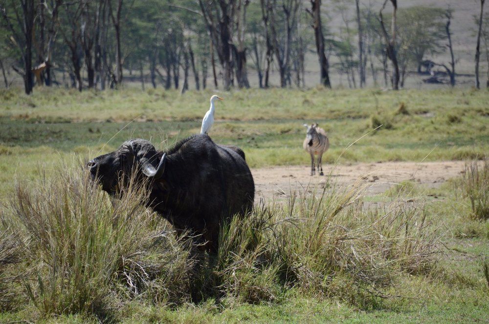 Буйвол и Цапля (Кения)