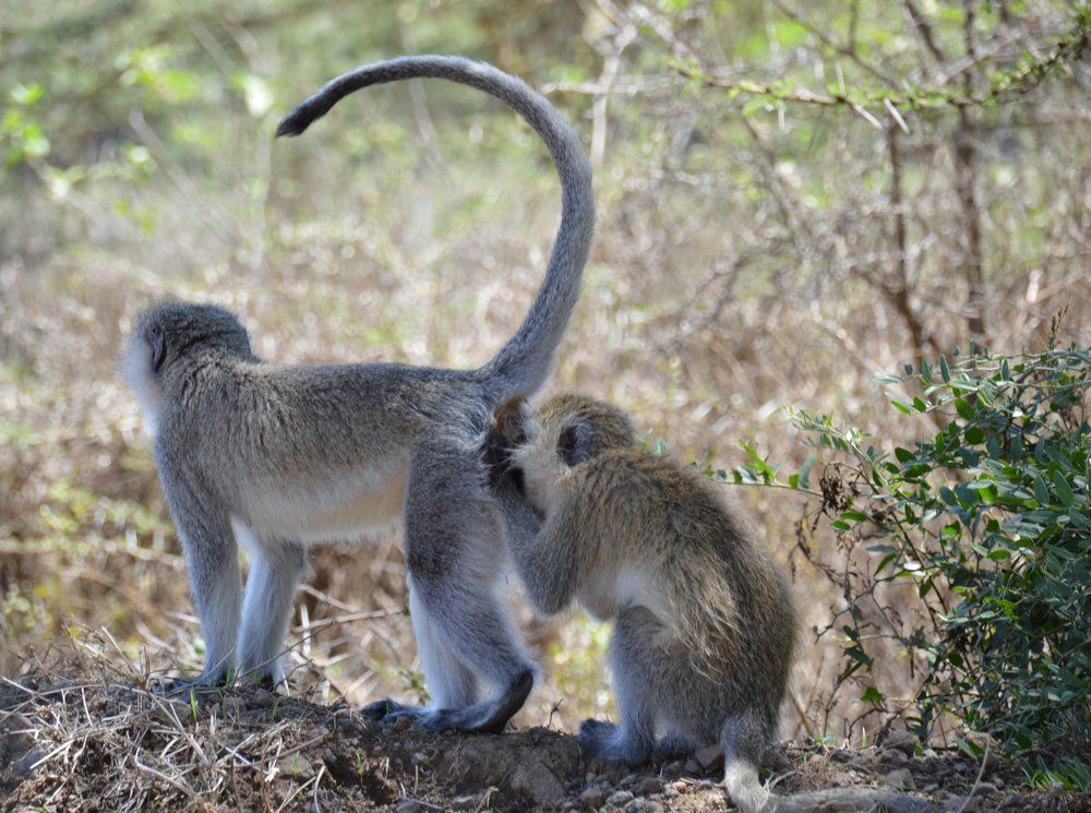 Начальник и подчиненный