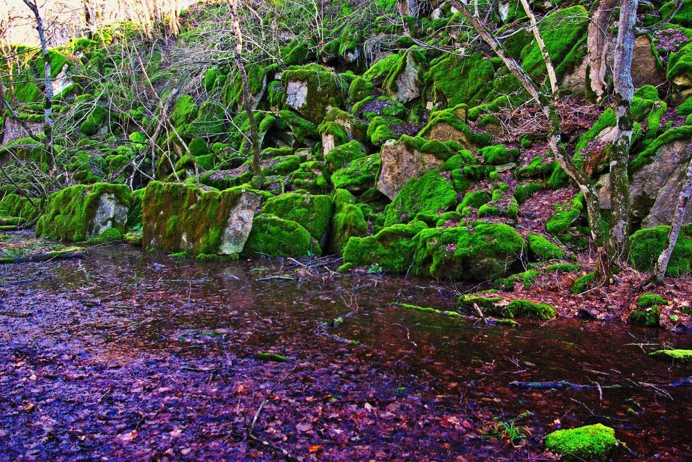 Бархат мхов