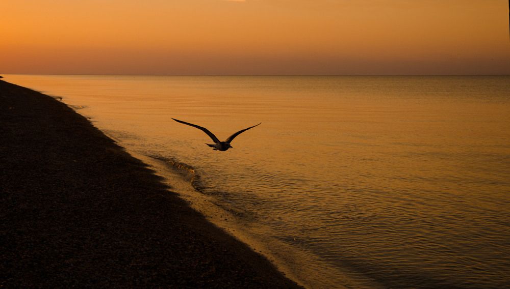 Одинокая чайка