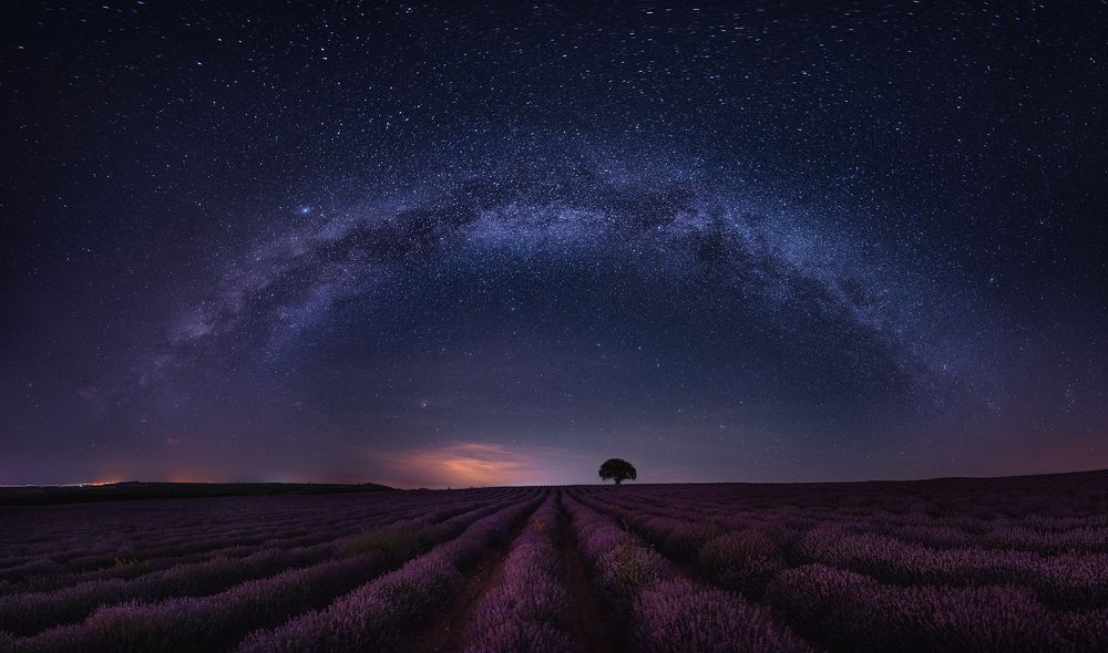 Milky way over lavender