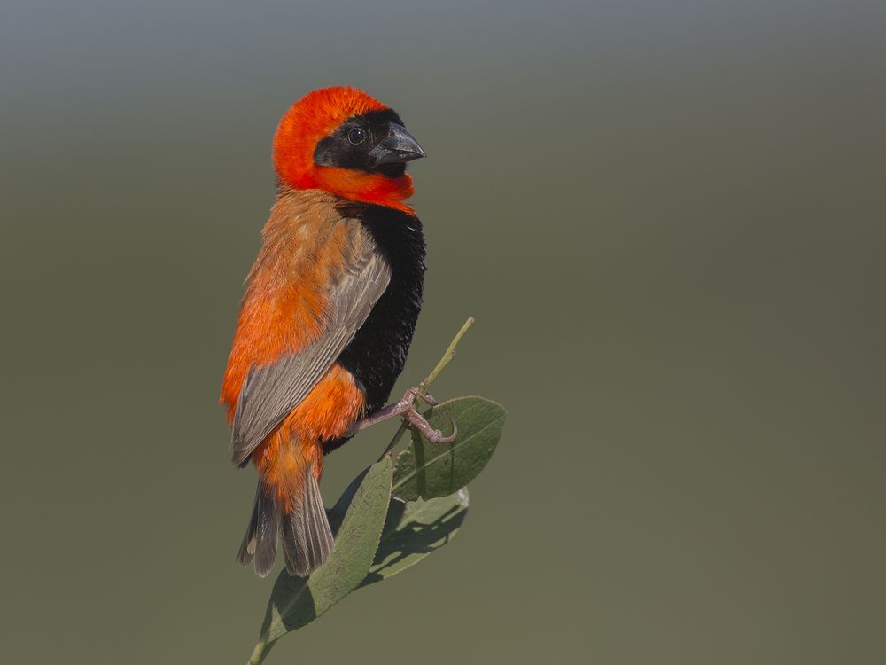 Southern Red Bishop