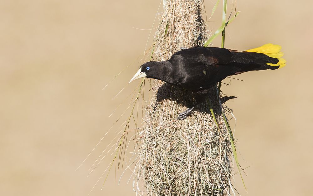 Crested Oropendola