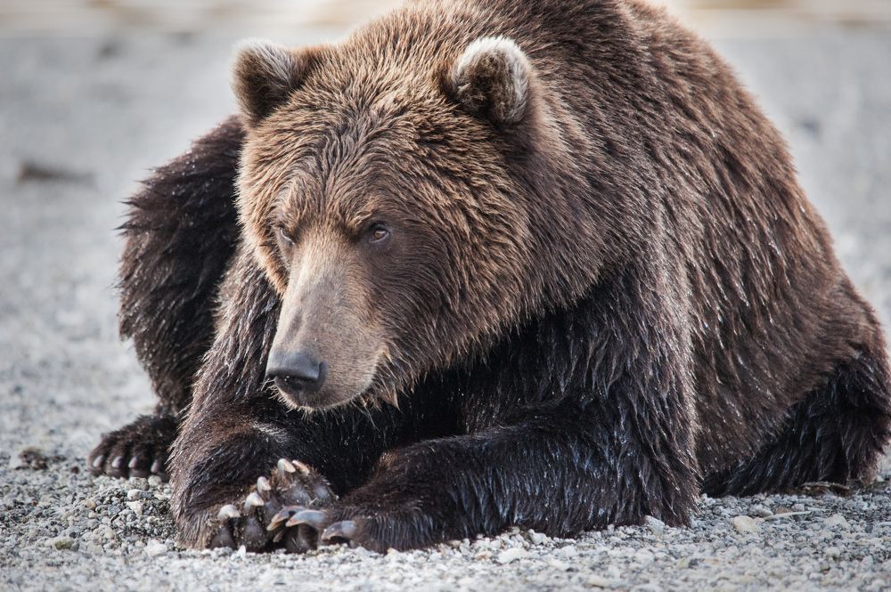 Неприветливый