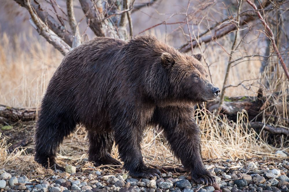 Целеустремленность