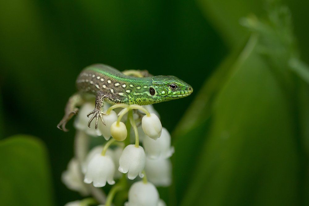 Малыш прыткой ящерицы
