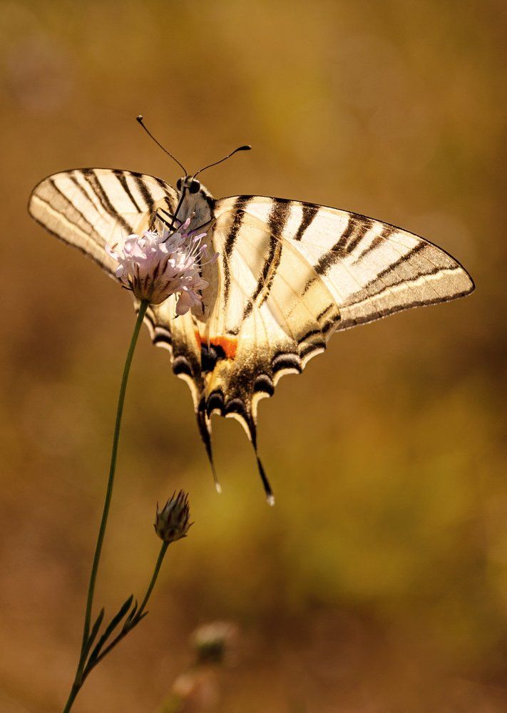 Элегантность