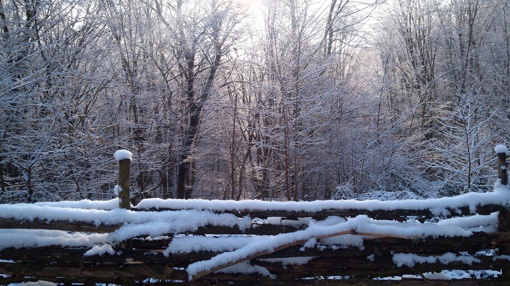 In a fairy winter forest.