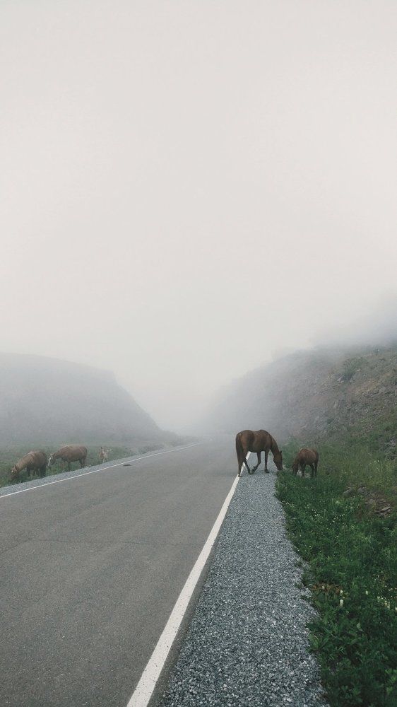 пастбище у дороги