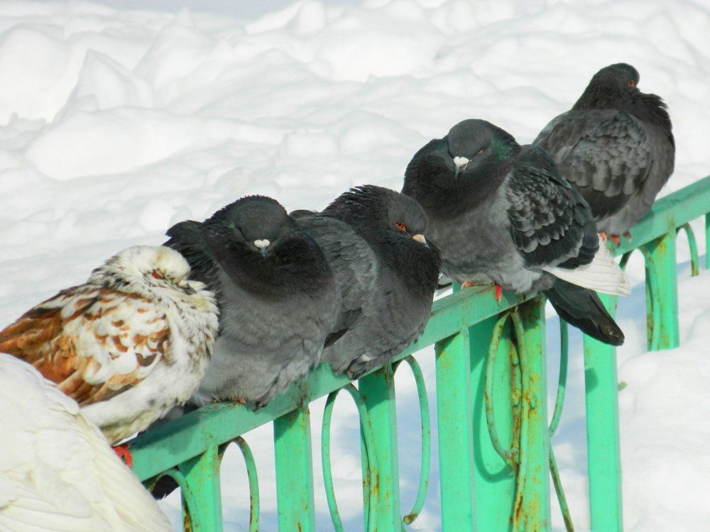 озябшие голуби, frozen doves