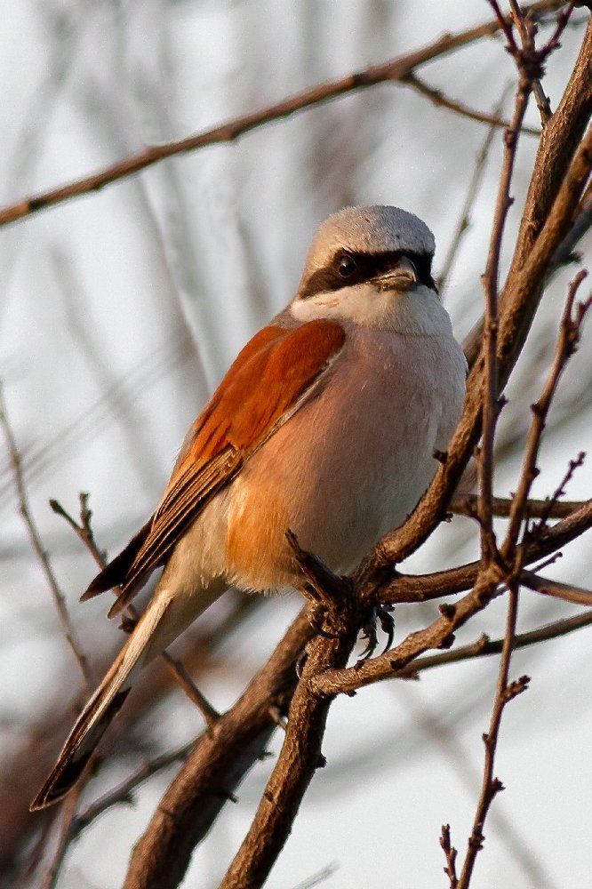 Обыкновенный жулан