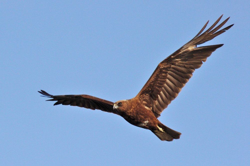 Небо - это его дом, он тут царь.