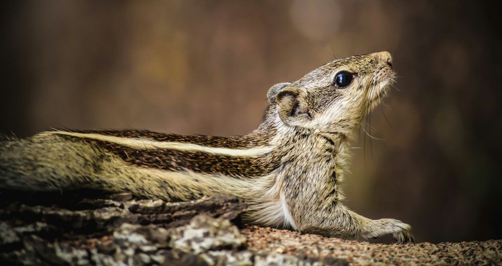 Wildlife photography