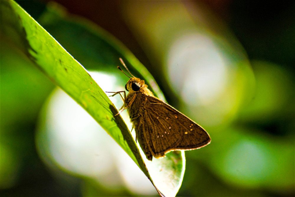 The Brokeh Effect and the Moth