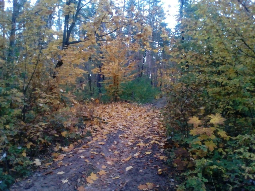 очарование золота осени
