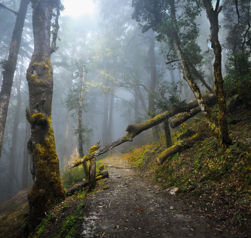 Ранним утром в лесу