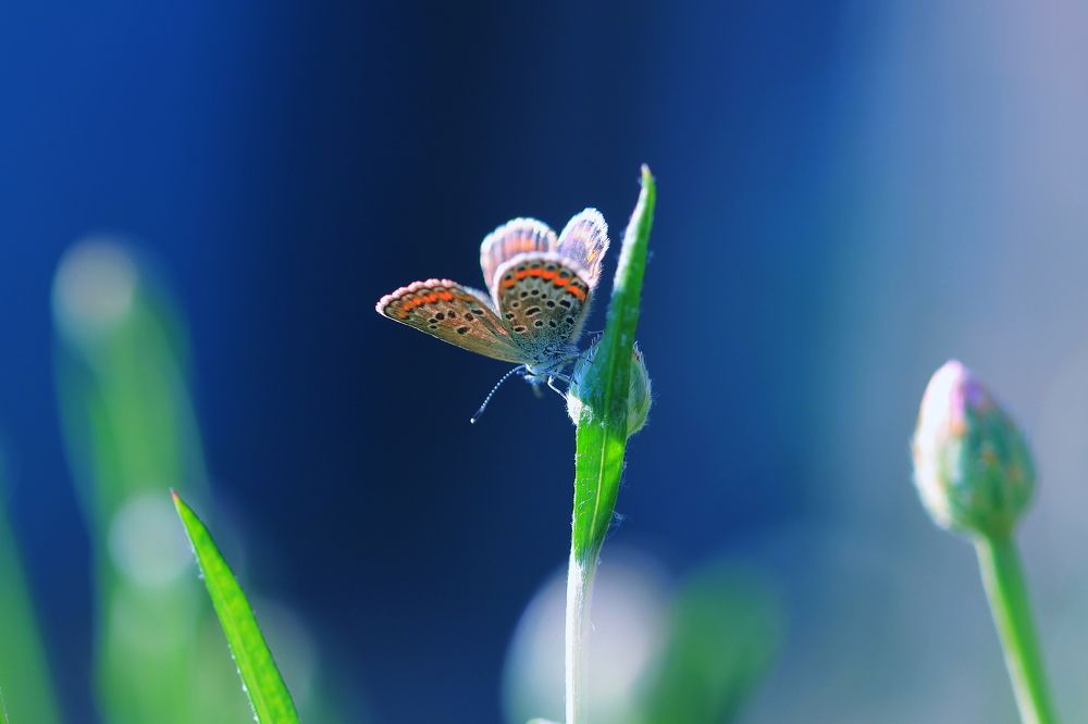 Чем не цветок ?