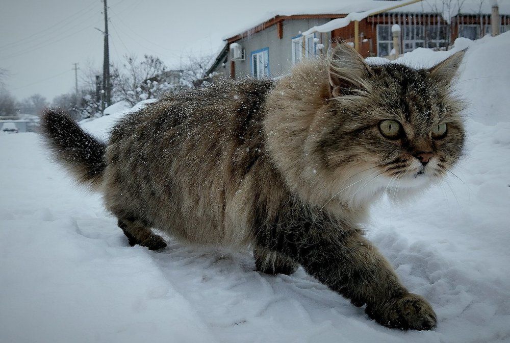 Кот, который гуляет сам по себе