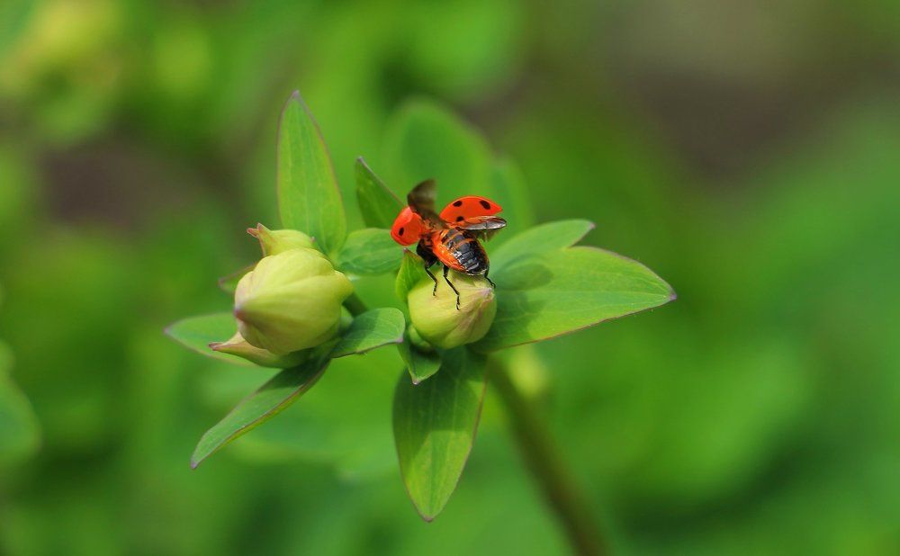 Подготовка к полёту