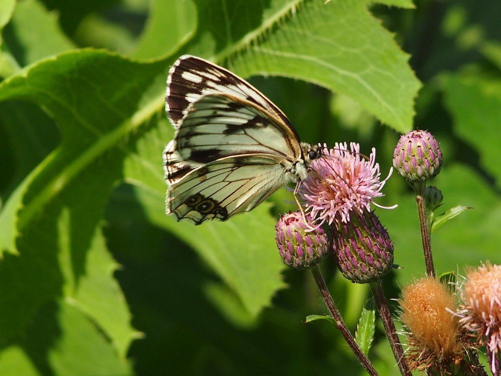 Летний мотив