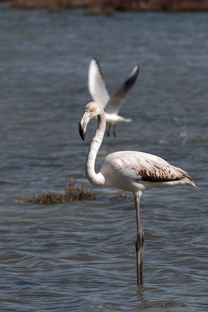 черный королевский фламинго
