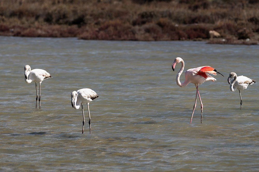 фламинго королева и стражи