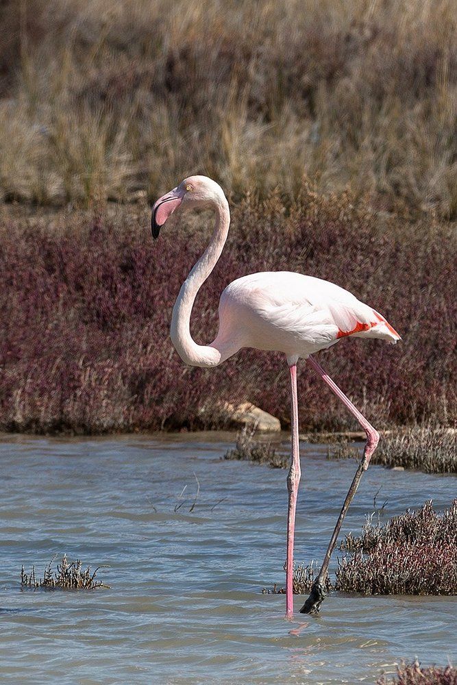 грациозный фламинго