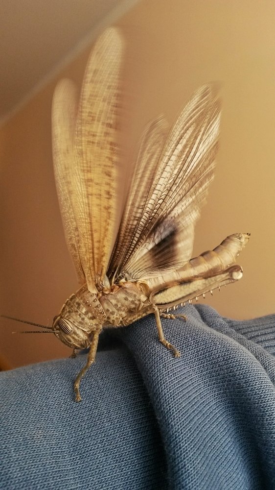 How to train your grasshopper ;)