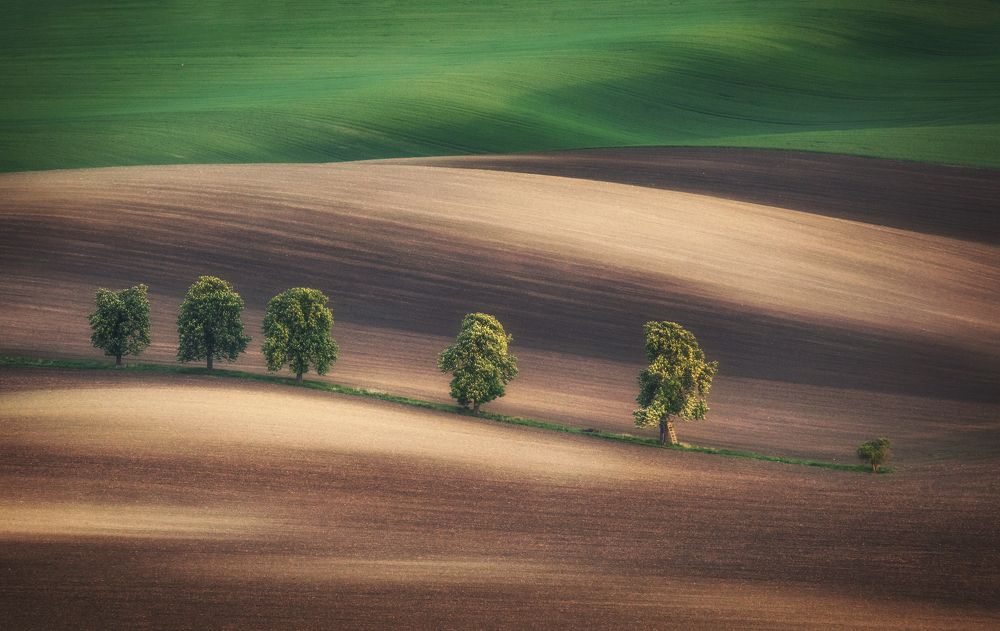 The tree with ledder