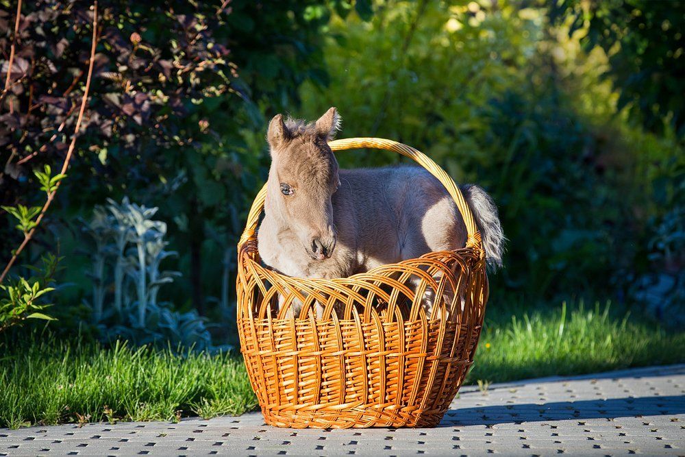 Самая маленькая лошадь в РФ