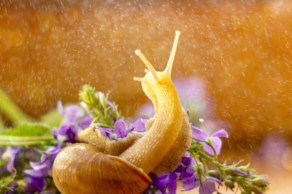 Летние грёзы