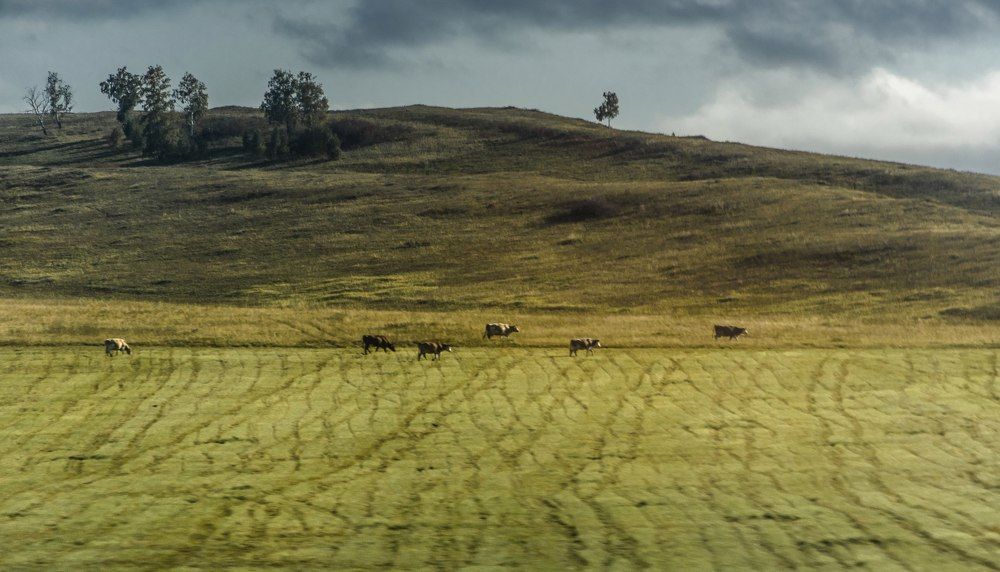 Прогулка по полям
