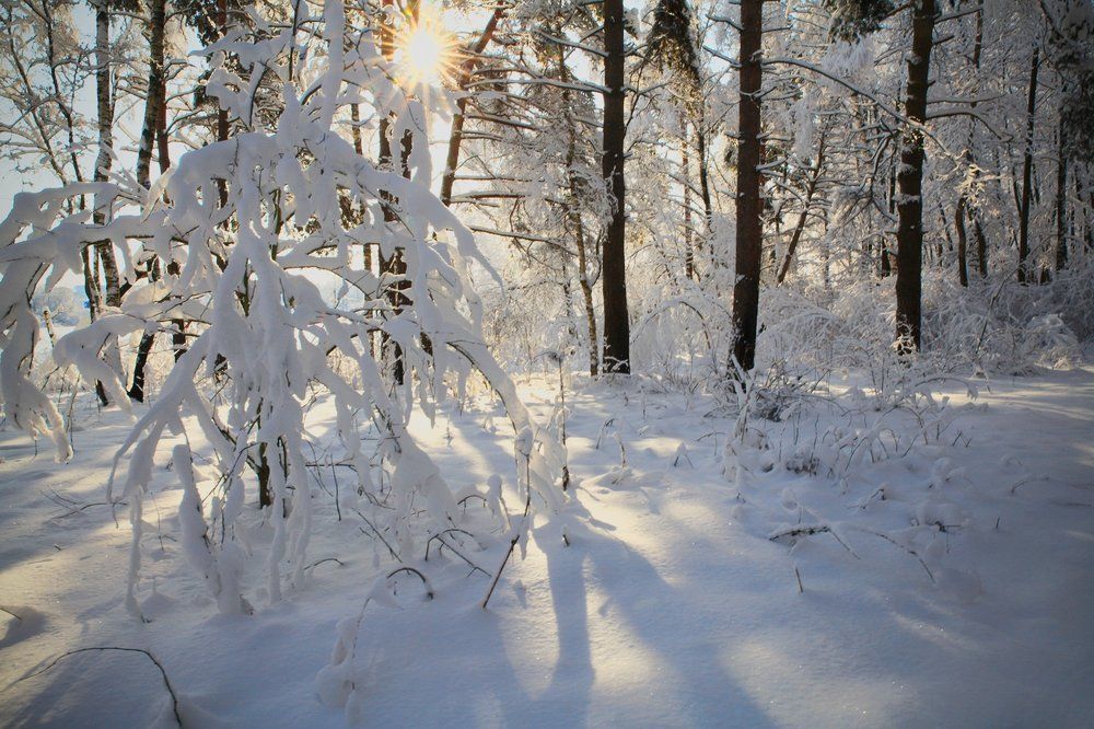 Лесная сказка