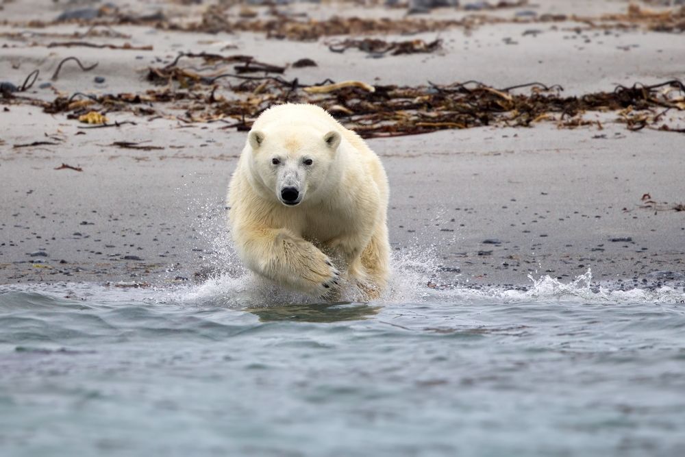 БЕЛОМЕДВЕЖЬЕ