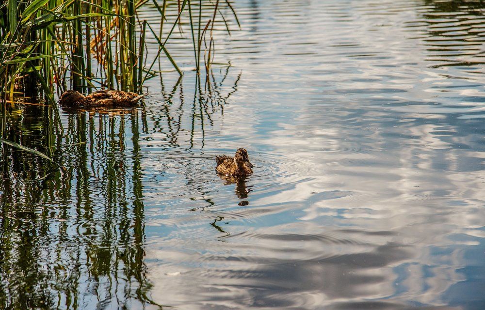 Утки на Кротовском озере.