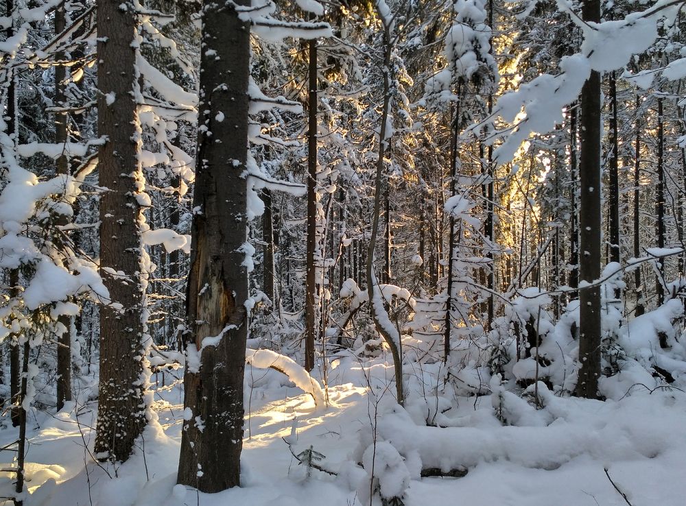 Зимними тропами