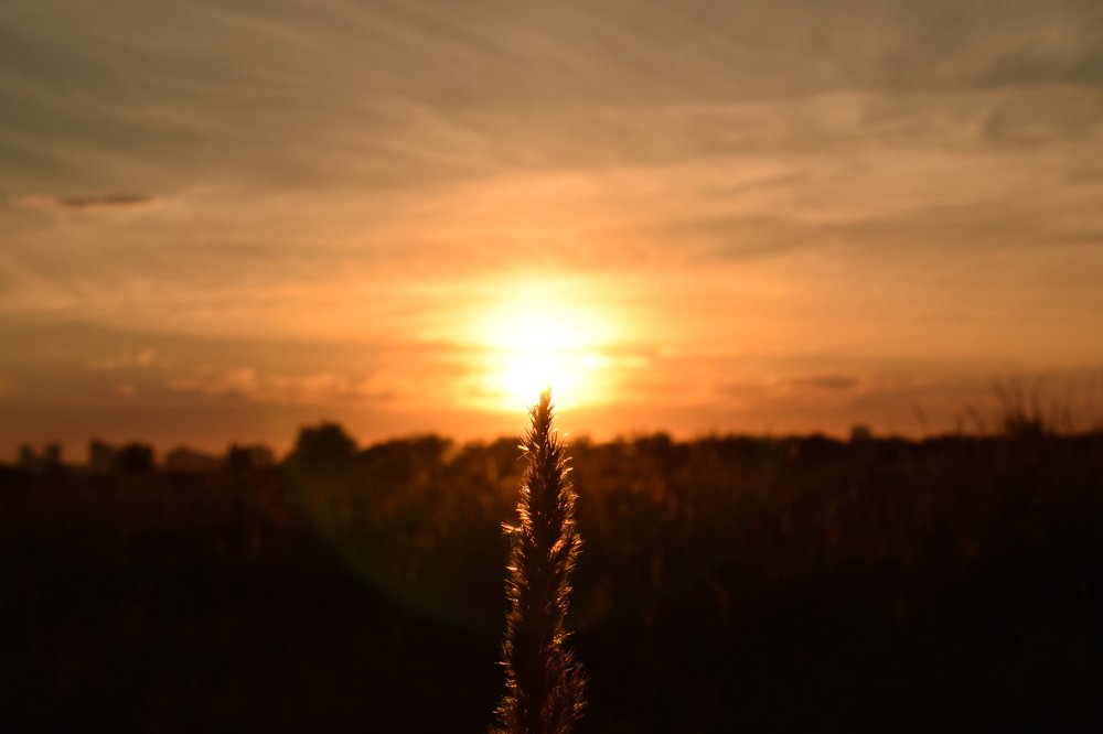 Золотой колос