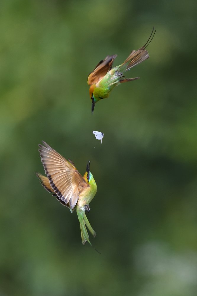 Bee eater